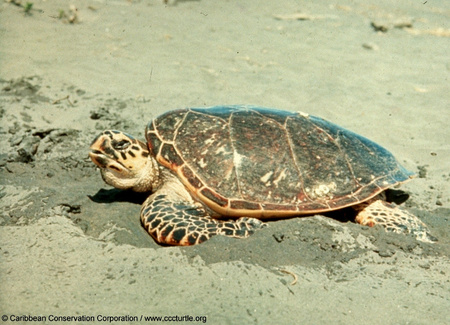 Hawksbill Sea Turtle