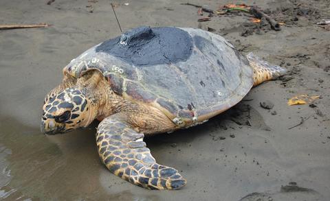 Hawksbill Sea Turtle 