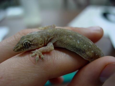 The House Gecko (reptile)