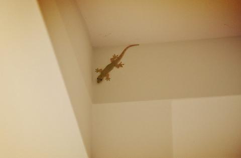 House Gecko 