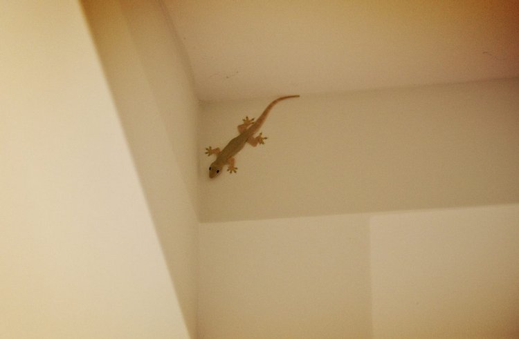House Gecko, photo 2
