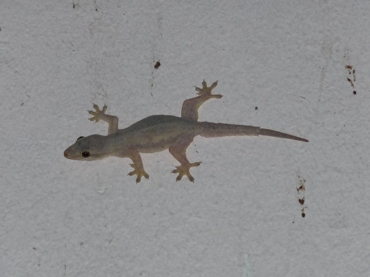 House Gecko, photo 1