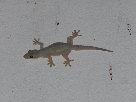 House Gecko