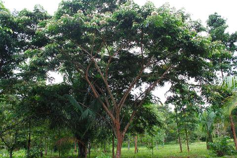 Ice Cream Bean Tree 