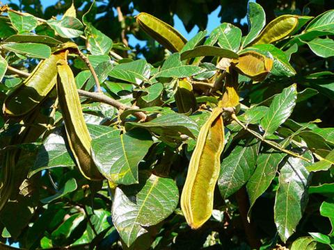 Árbol de Guaba  