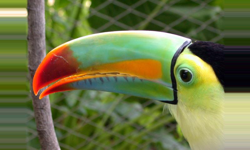 Keel-Billed Toucan, Costa Rica