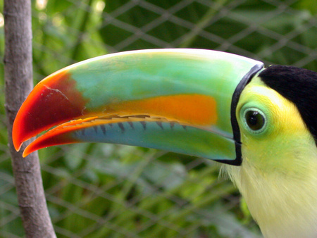 Keel-Billed Toucan