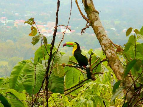 Keel-billed Toucan 