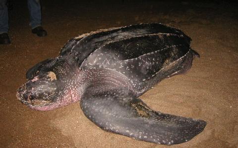 Leatherback Turtle