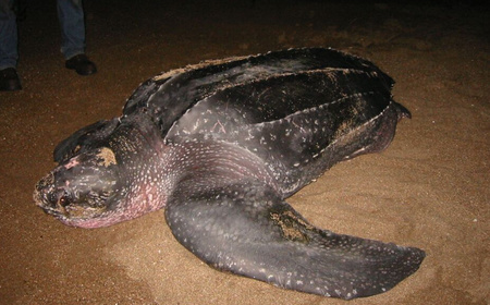 Leatherback Sea Turtle