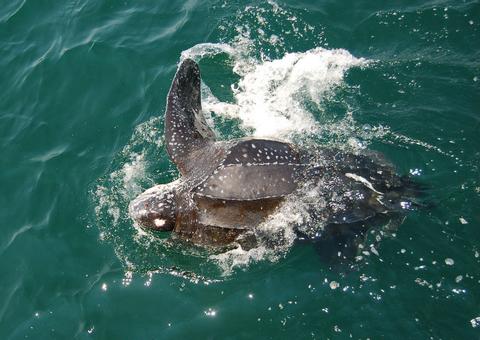 Leatherback Turtle 