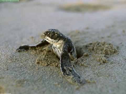 Leatherback Turtle 