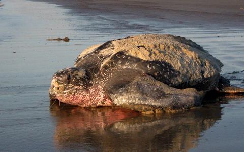 Leatherback Turtle 