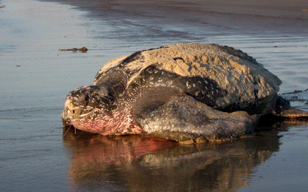 Leatherback Turtle
