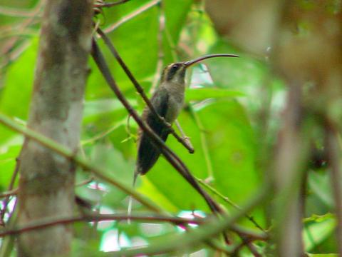 Long-tailed Hermit 