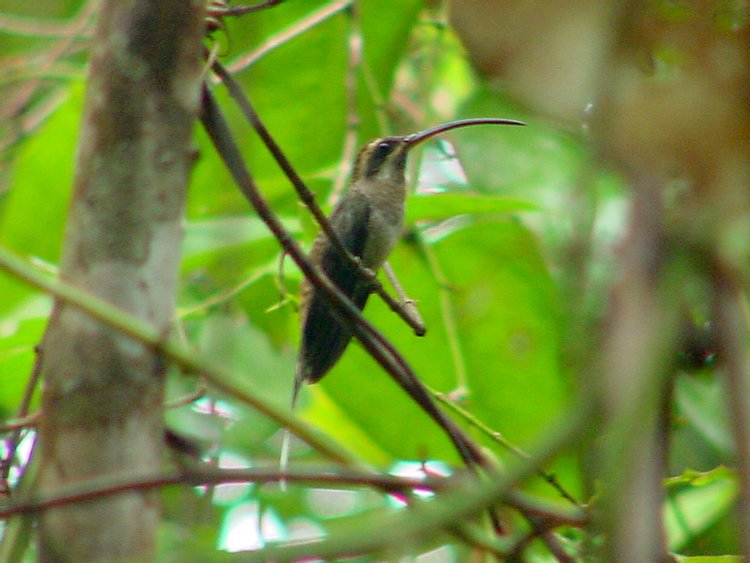 Long-tailed Hermit, photo 1