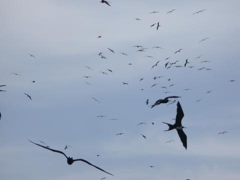 Magnificent Frigatebird