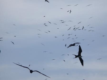 Magnificent-Frigatebird