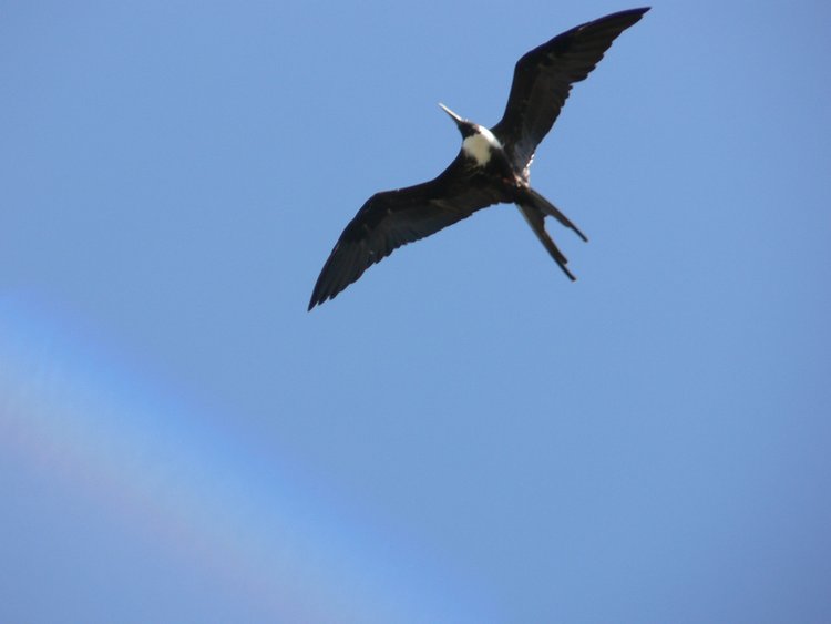 Magnificent Frigatebird, photo 3