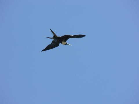Magnificent Frigatebird
