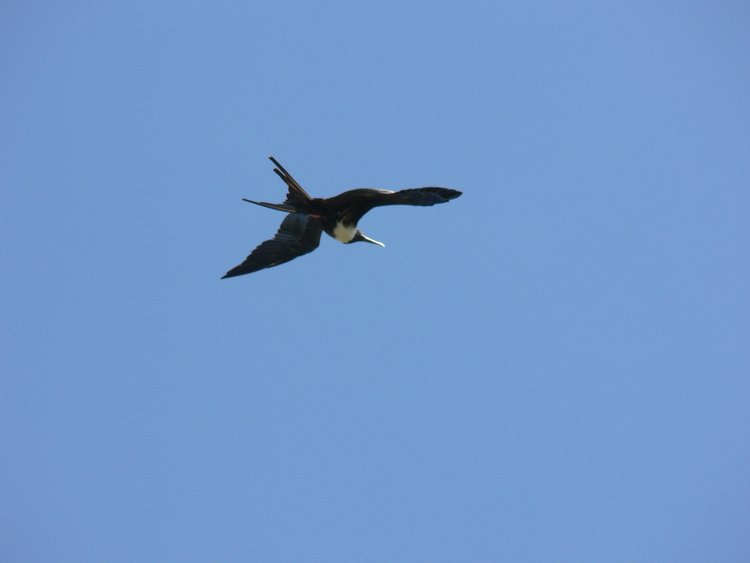 Magnificent Frigatebird, photo 5