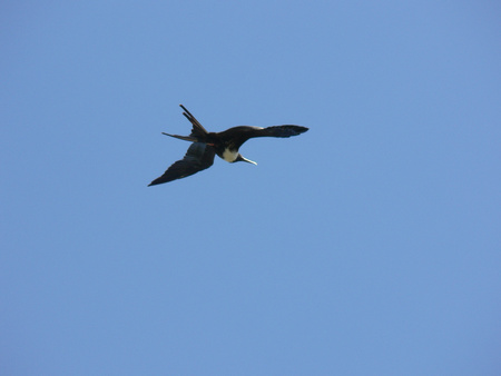 Magnificent-Frigatebird