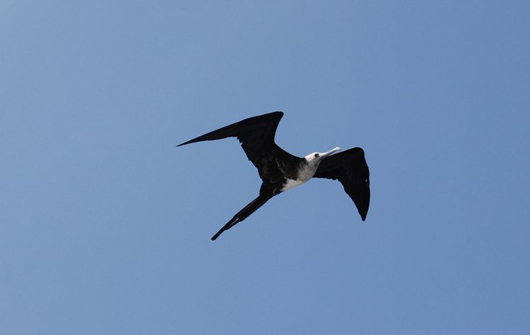 Magnificent Frigatebird, photo 4