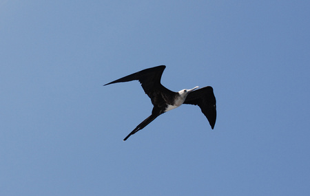 Magnificent-Frigatebird