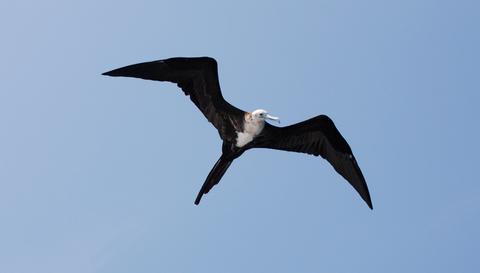 Magnificent Frigatebird 