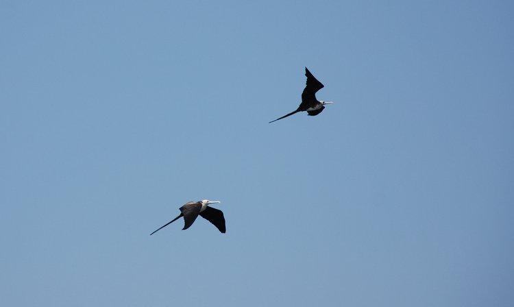 Magnificent Frigatebird, photo 2