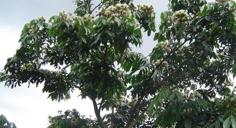 Monkey Tail (Guaba chilillo) 