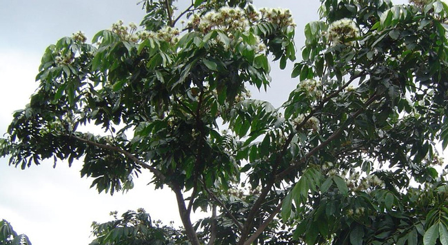 Monkey Tail (Guaba chilillo) Photo