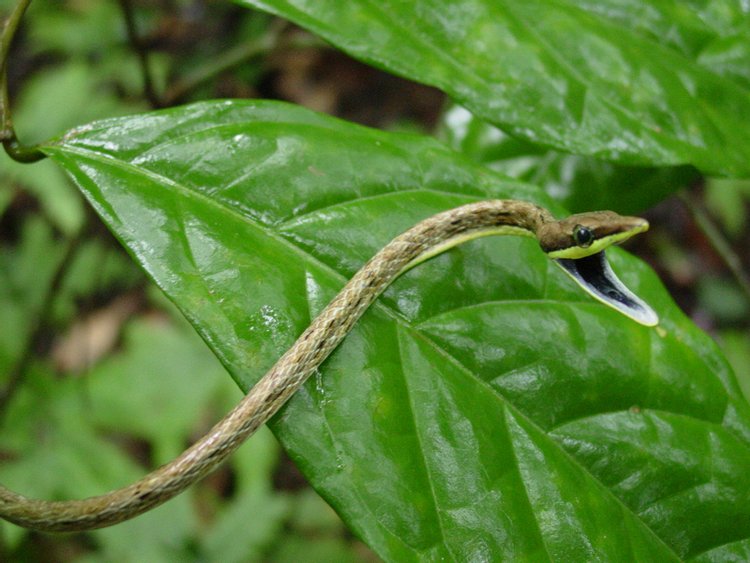 Narrow-headed Vine Snake, photo 3