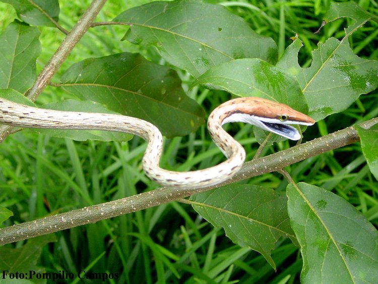 Narrow-headed Vine Snake, photo 2