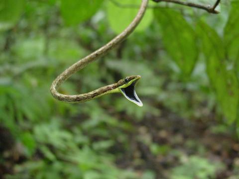 Narrow-headed Vine Snake 