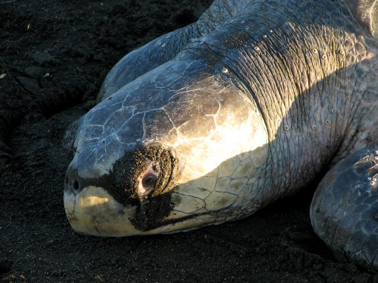 Olive Ridley Sea Turtle, photo 1