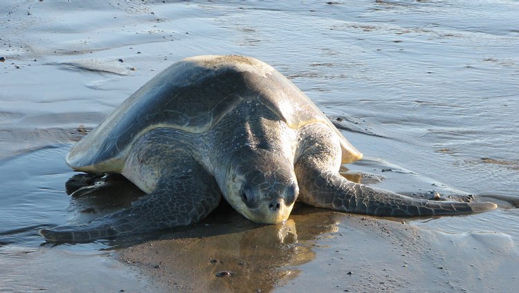 Olive Ridley Sea Turtle, photo 7