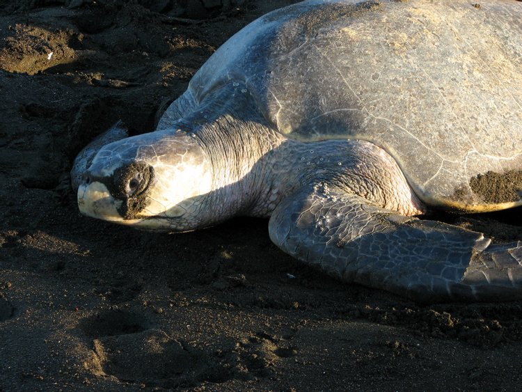 Olive Ridley Sea Turtle, photo 5