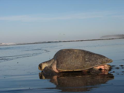 Olive Ridley Sea Turtle 