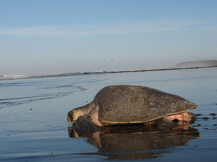 Olive Ridley Sea Turtle, photo 2