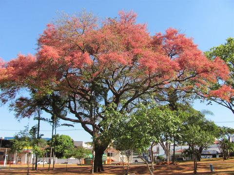 Árbol de Carao (Árbol Ducha Roja) 