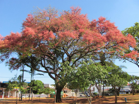 Pink Shower Tree