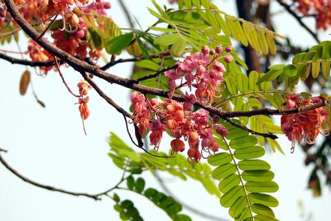 Pink Shower Tree 