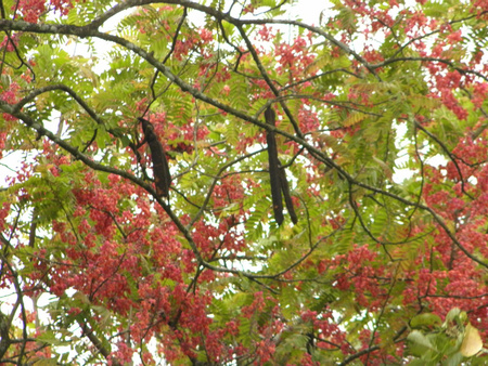 Pink Shower Tree