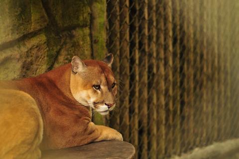 Puma rainforest store