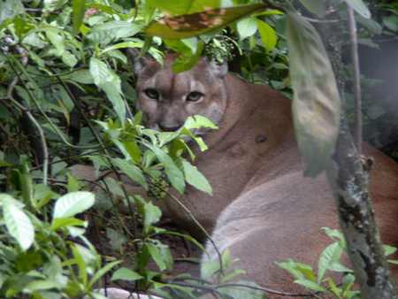 Puma