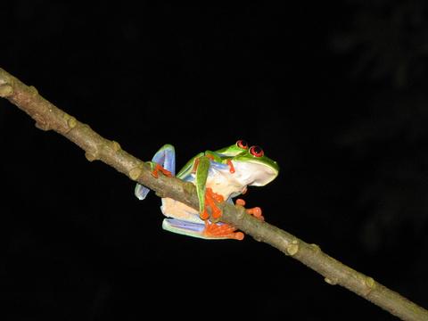 red eyed tree frog predators