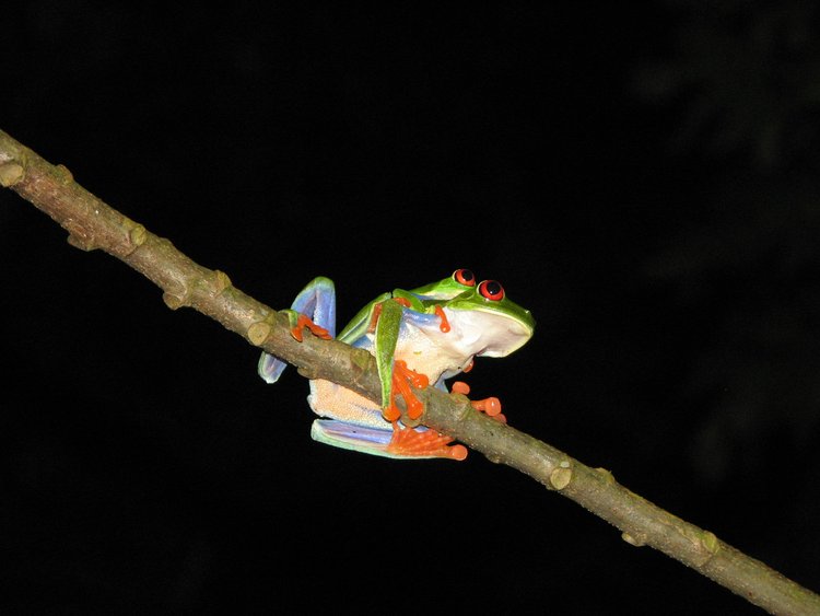 Red-Eyed Leaf (Tree) Frog, photo 1