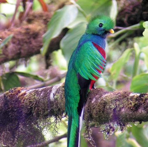 Resplendent Quetzal 