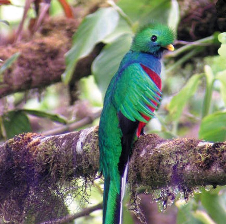 Resplendent Quetzal, photo 2